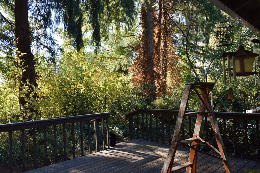 A wood deck with a simple guard rail sitting under mature tree canopy, boards weathered and dappled with shade